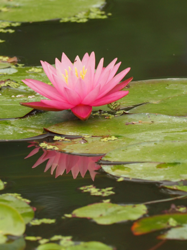 花ハス公園_f0357183_21522836.jpg