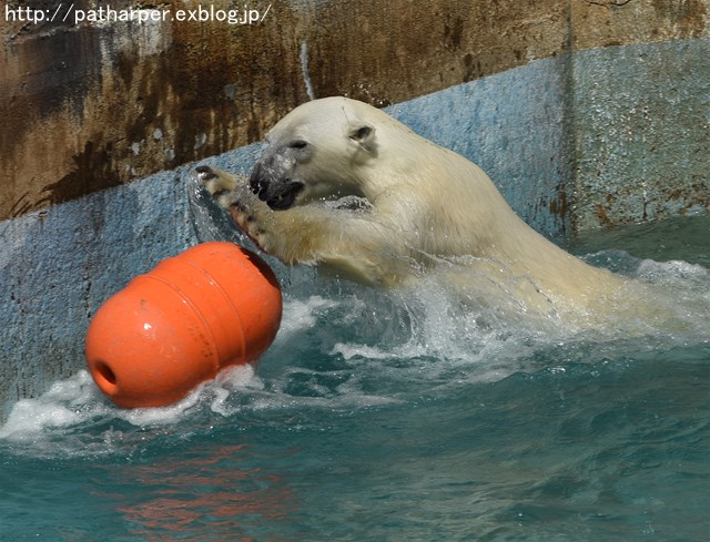 ２０１６年５月　天王寺動物園　その５　Shilka活魚タイム_a0052986_2240552.jpg