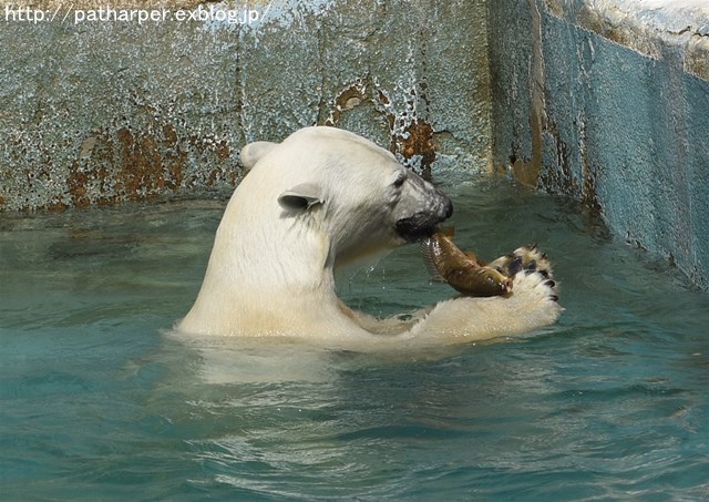 ２０１６年５月　天王寺動物園　その５　Shilka活魚タイム_a0052986_2245751.jpg