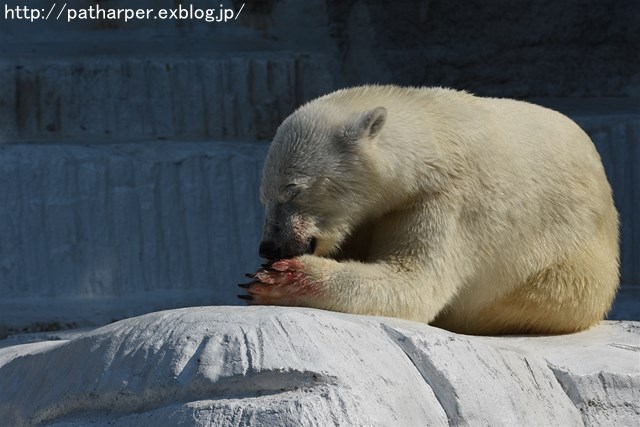 ２０１６年５月　天王寺動物園　その５　Shilka活魚タイム_a0052986_22491015.jpg