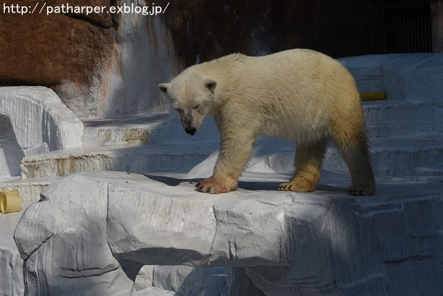 ２０１６年５月　天王寺動物園　その６　気分がのってきたShilka_a0052986_23254830.jpg