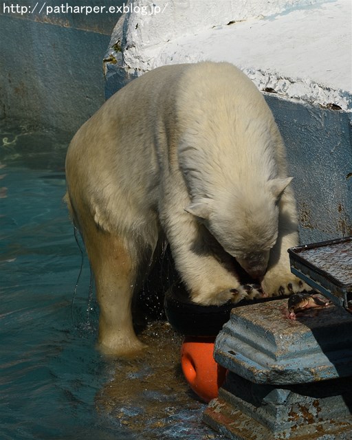 ２０１６年５月　天王寺動物園　その６　気分がのってきたShilka_a0052986_2335544.jpg