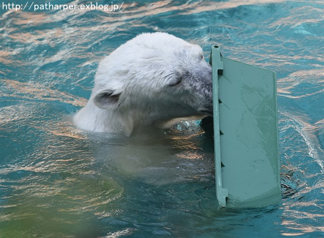 ２０１６年５月　天王寺動物園　その６　気分がのってきたShilka_a0052986_23382287.jpg