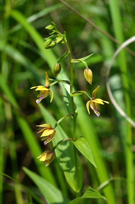 カキラン_a0339396_09381997.jpg