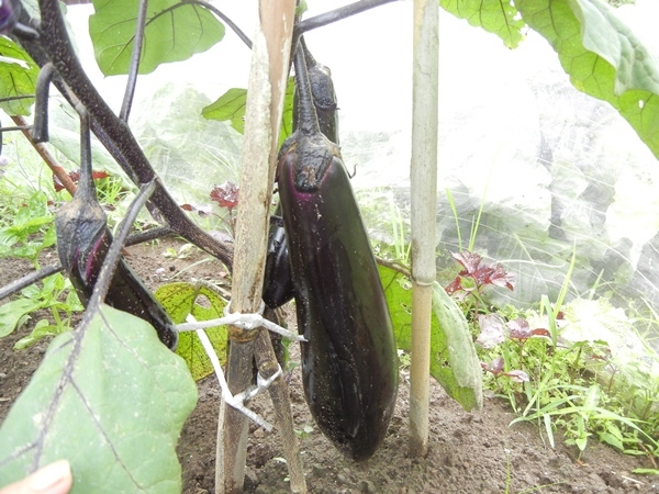 野菜の収穫（無農薬野菜）_c0361298_21443608.jpg