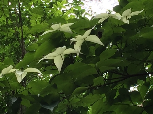 a0288500_16490158.jpeg