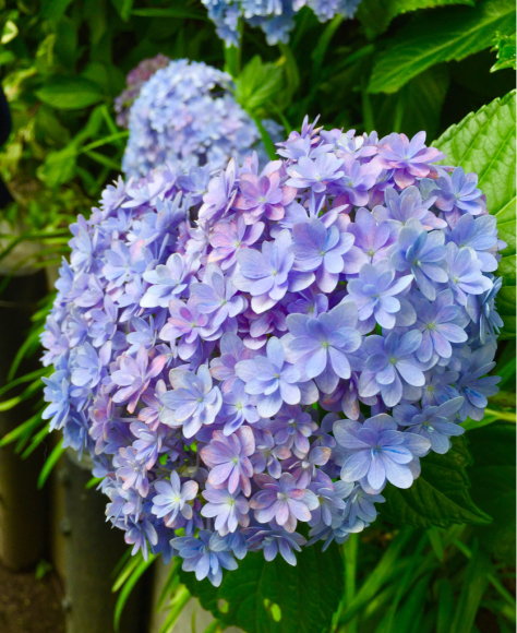 紫陽花を見て思い出した大事な事_d0339703_17563746.jpg