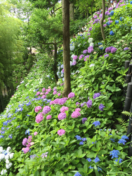 紫陽花を見て思い出した大事な事_d0339703_17563797.jpg