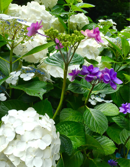 紫陽花を見て思い出した大事な事_d0339703_17563824.jpg