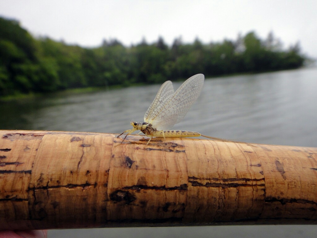 雨の阿寒湖とモンカゲロウ_d0051707_21424435.jpg