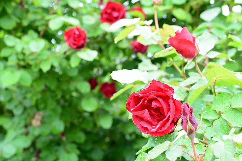 a0248508_10522128.jpg