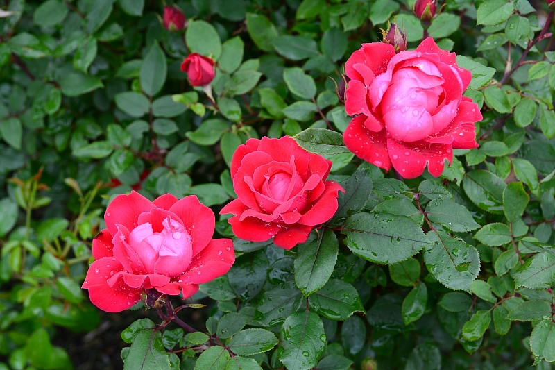 a0248508_1053220.jpg