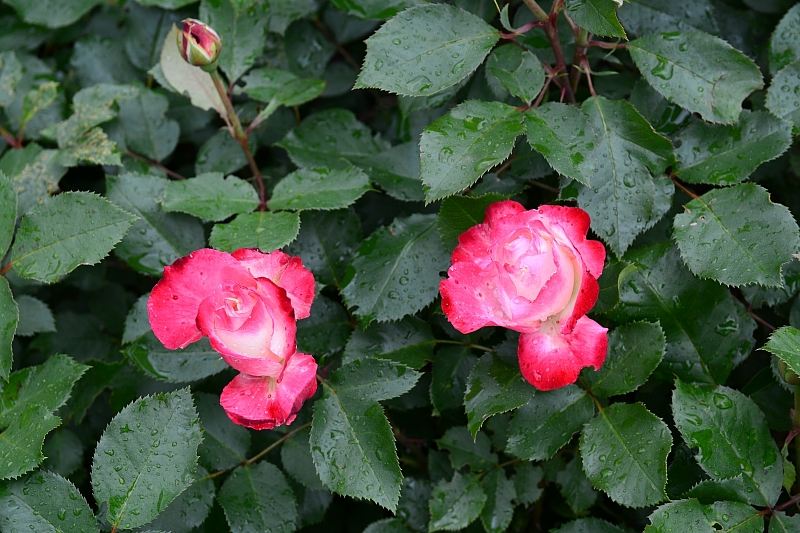 a0248508_11171611.jpg