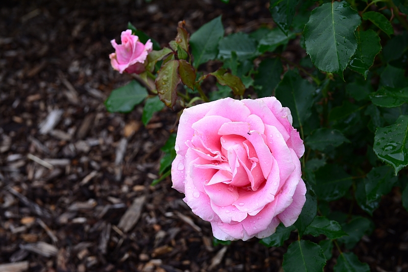 a0248508_11184051.jpg