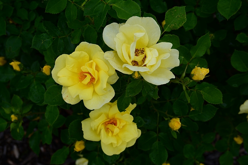 a0248508_1133931.jpg