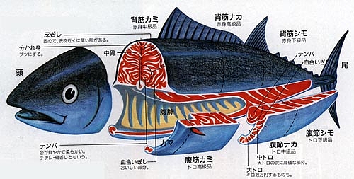 相談　鮮魚鯔背_a0139912_15362999.jpg