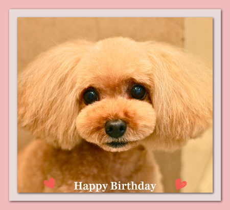 Happy Birthday マリアちゃん♡_d0060413_173859.jpg