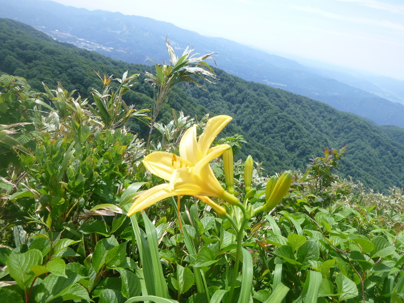 日本二百名山　大日ｹ岳  (1,708.9M)   登頂 編_d0170615_11265733.jpg