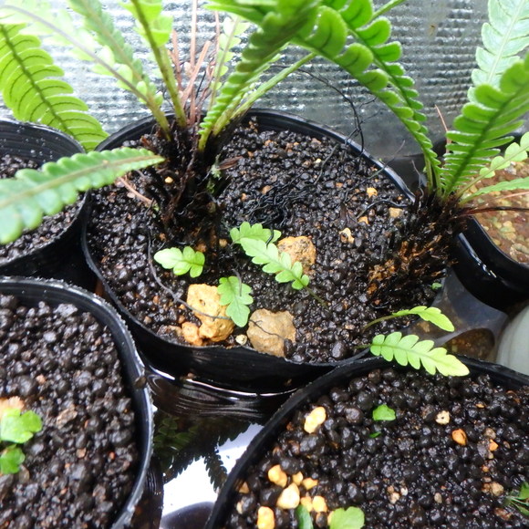 Blechnum obtusatum var. obtusatumの栽培について : コケシノ Blechnum obtusatum var. obtusatumの栽培について : コケシノ