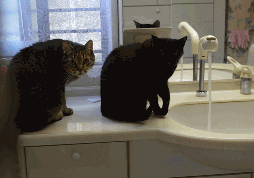 c0136736_20432591.gif