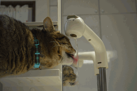 c0136736_20434739.gif
