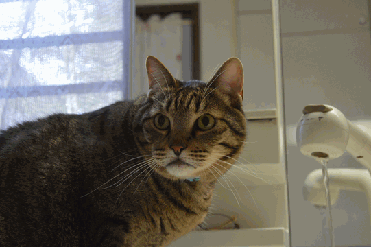 c0136736_20435769.gif
