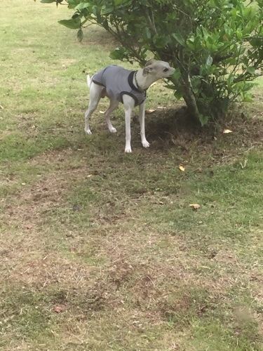 b0369239_11084225.jpeg