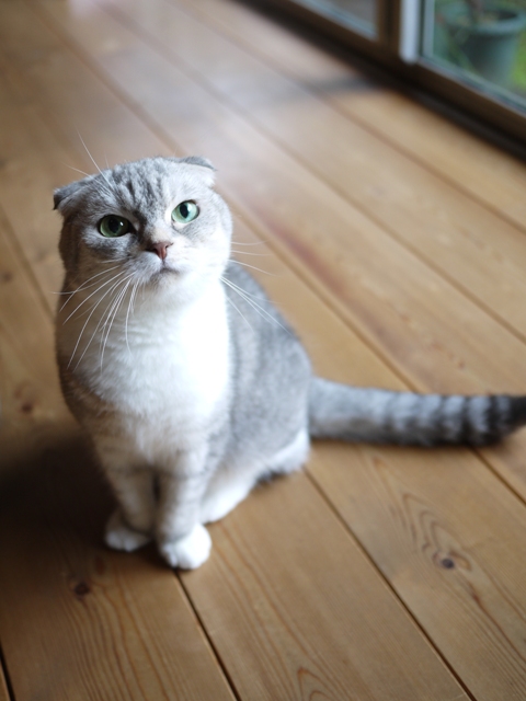 猫のお留守番 サラちゃん編。_a0143140_19154948.jpg