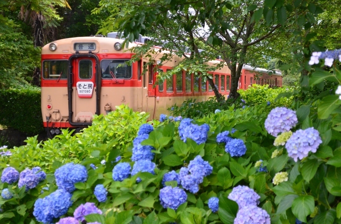 いすみ鉄道と紫陽花（その２）_c0349741_17104694.jpg