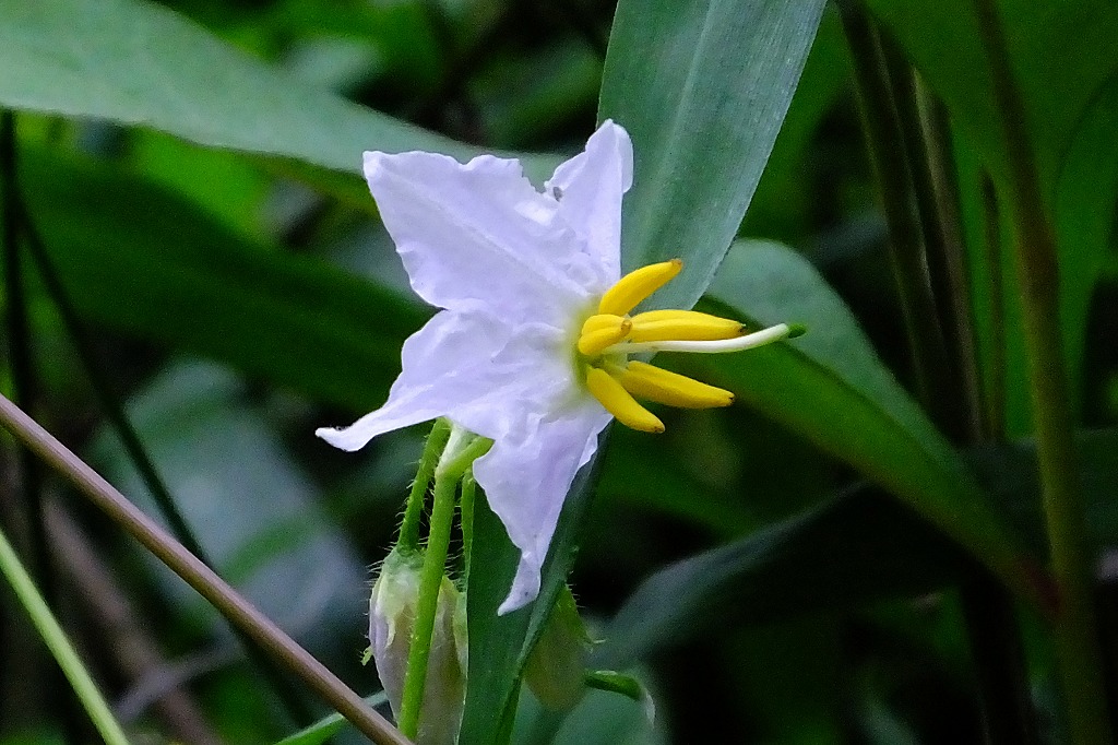 ニンジンの花、他、野の花や蝶など_b0236251_11225128.jpg