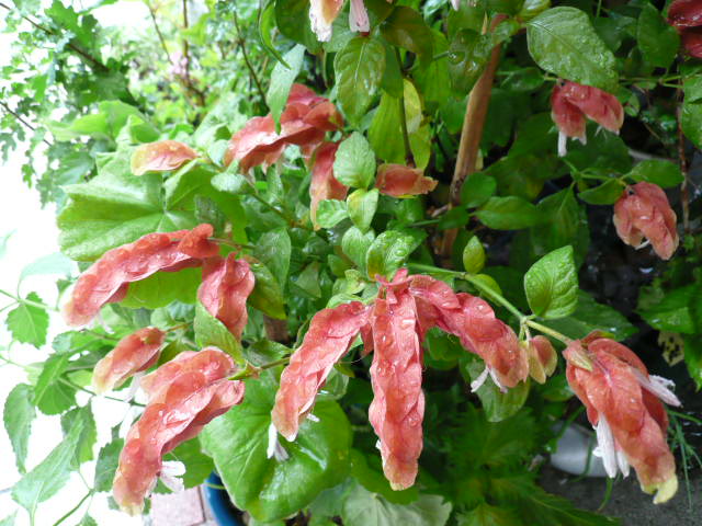 c0043055_1036341.jpg