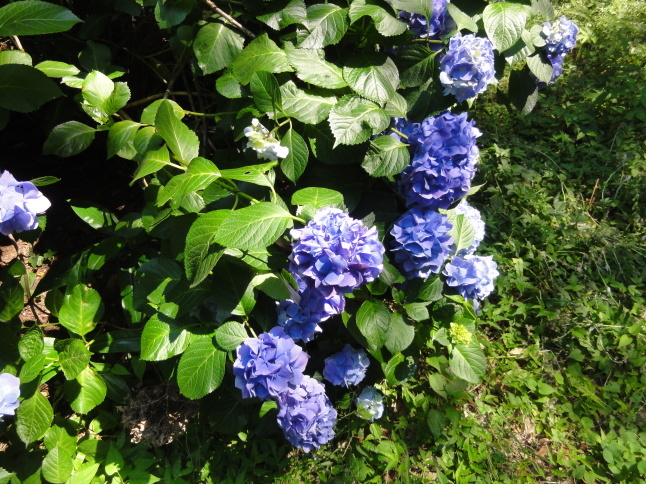 c0326156_18055290.jpg
