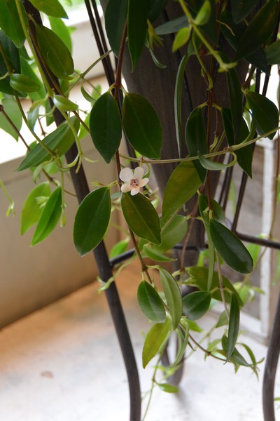 テーマは”森”。。。_a0229658_15291389.jpg