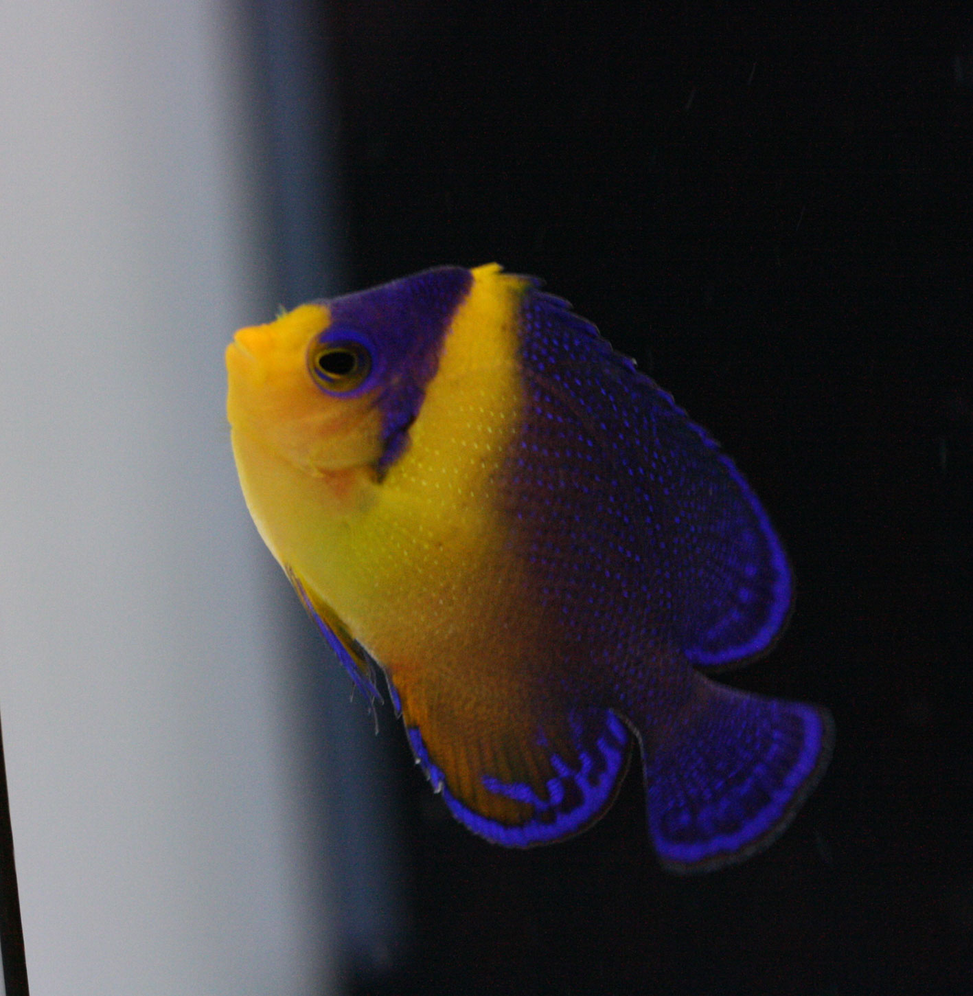久しぶりのオススメ紹介ブログ サンゴ飼育を楽にしたい ビーボックスアクアリウム 海水魚 サンゴ情報 久しぶりのオススメ紹介ブログ サンゴ飼育を楽にしたい ビーボックスアクアリウム 海水魚 サンゴ情報