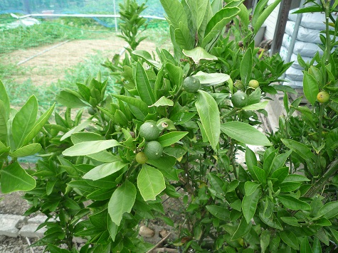 f0032265_2148176.jpg