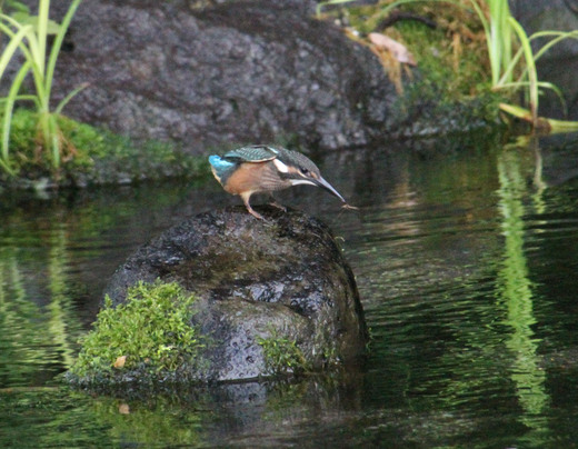 親カワセミ　雛カワセミ　_f0139465_07589.jpg