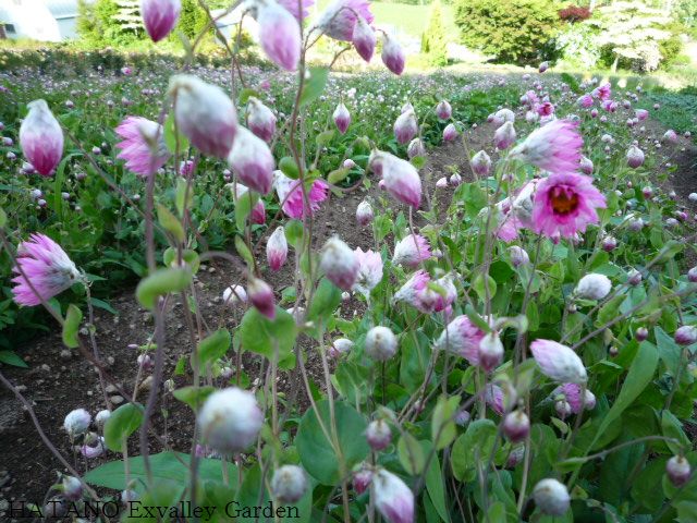 ラグラスを切っています Hatano Exvalley Garden ラグラスを切っています Hatano Exvalley Garden