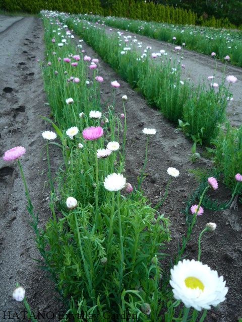 ラグラスを切っています Hatano Exvalley Garden ラグラスを切っています Hatano Exvalley Garden