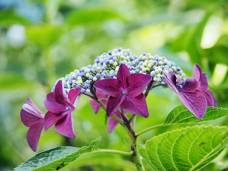 昭和記念公園の紫陽花　いろいろ２_a0330871_10315867.jpg