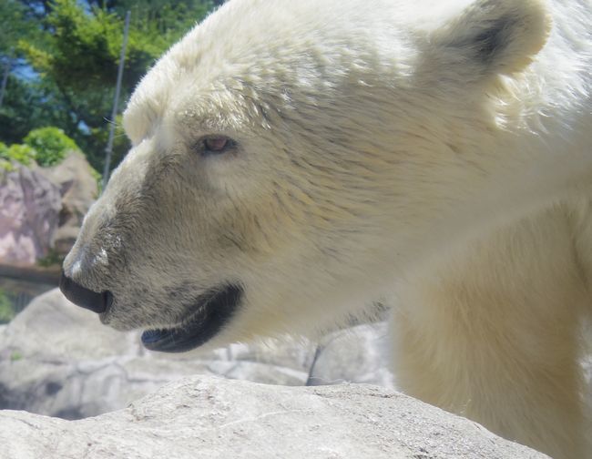 八木山動物公園のホッキョクグマたち_b0014576_19454383.jpg