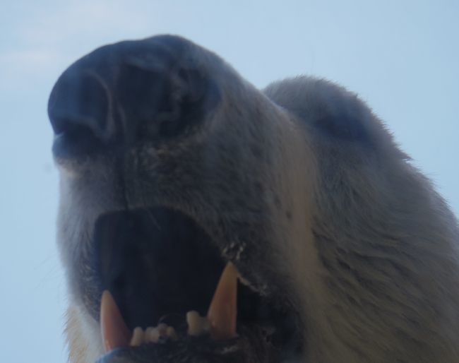 八木山動物公園のホッキョクグマたち_b0014576_19455457.jpg