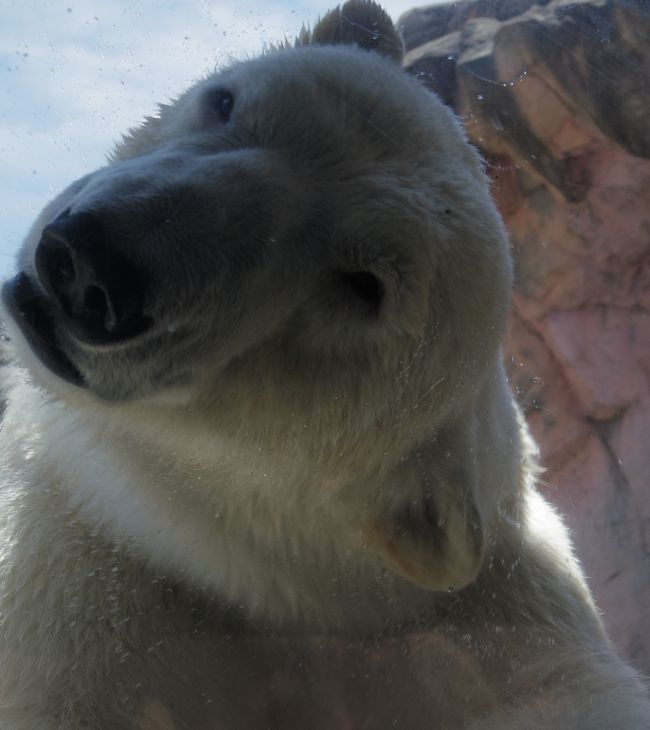 八木山動物公園のホッキョクグマたち_b0014576_19455909.jpg