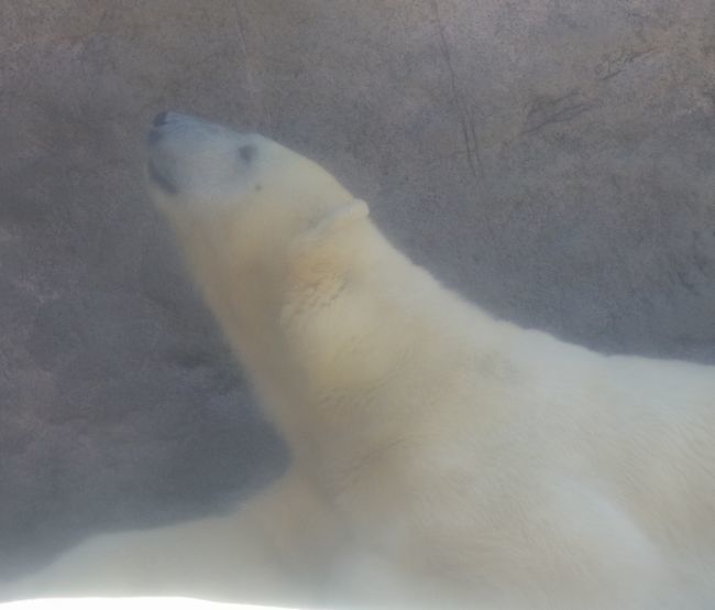 八木山動物公園のホッキョクグマたち_b0014576_19461130.jpg