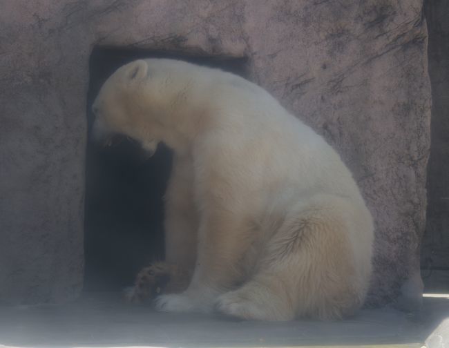 八木山動物公園のホッキョクグマたち_b0014576_19462119.jpg