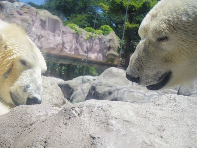 八木山動物公園のホッキョクグマたち_b0014576_19475846.jpg