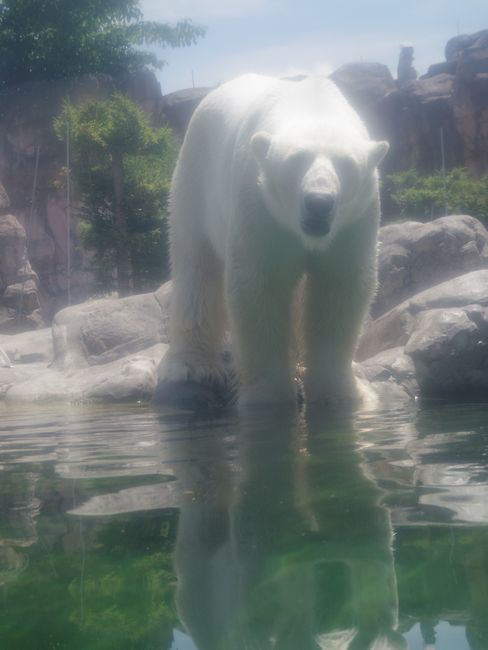 八木山動物公園のホッキョクグマたち_b0014576_19523351.jpg