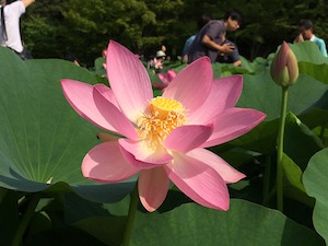 千葉公園の蓮イベント報告!_a0191183_9133236.jpg