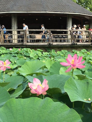 千葉公園の蓮イベント報告!_a0191183_9133847.jpg