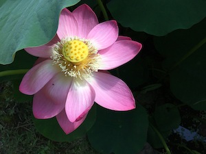 千葉公園の蓮イベント報告!_a0191183_9134120.jpg