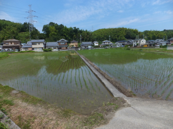 歩こう　池を見に行こう（31）室谷池　下池　お地蔵尊151　　下里_b0212898_10445477.jpg